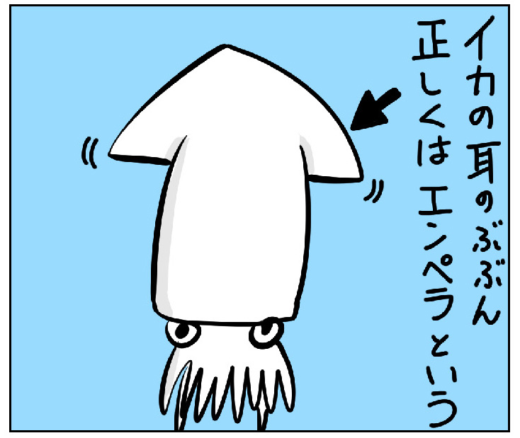 北海道　イカ
